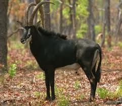 Antelope Pictures