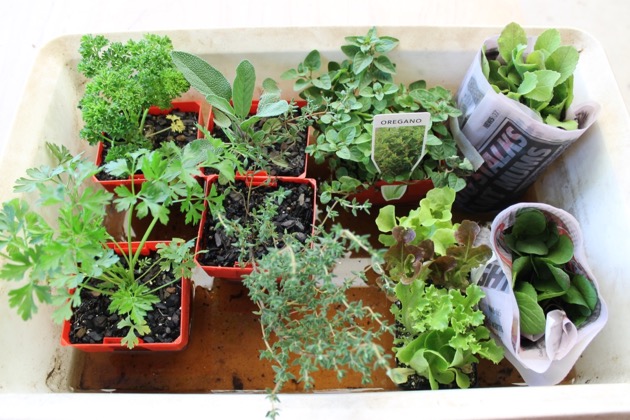 Setting up your garden in pots