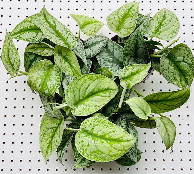 Silver Satin Pothos from online Etsy plant shop