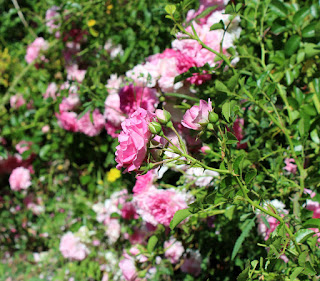 A bed of roses