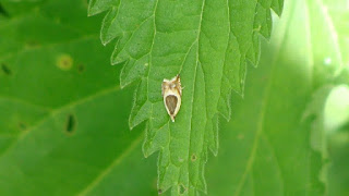 Ancylis paludana DSC54492