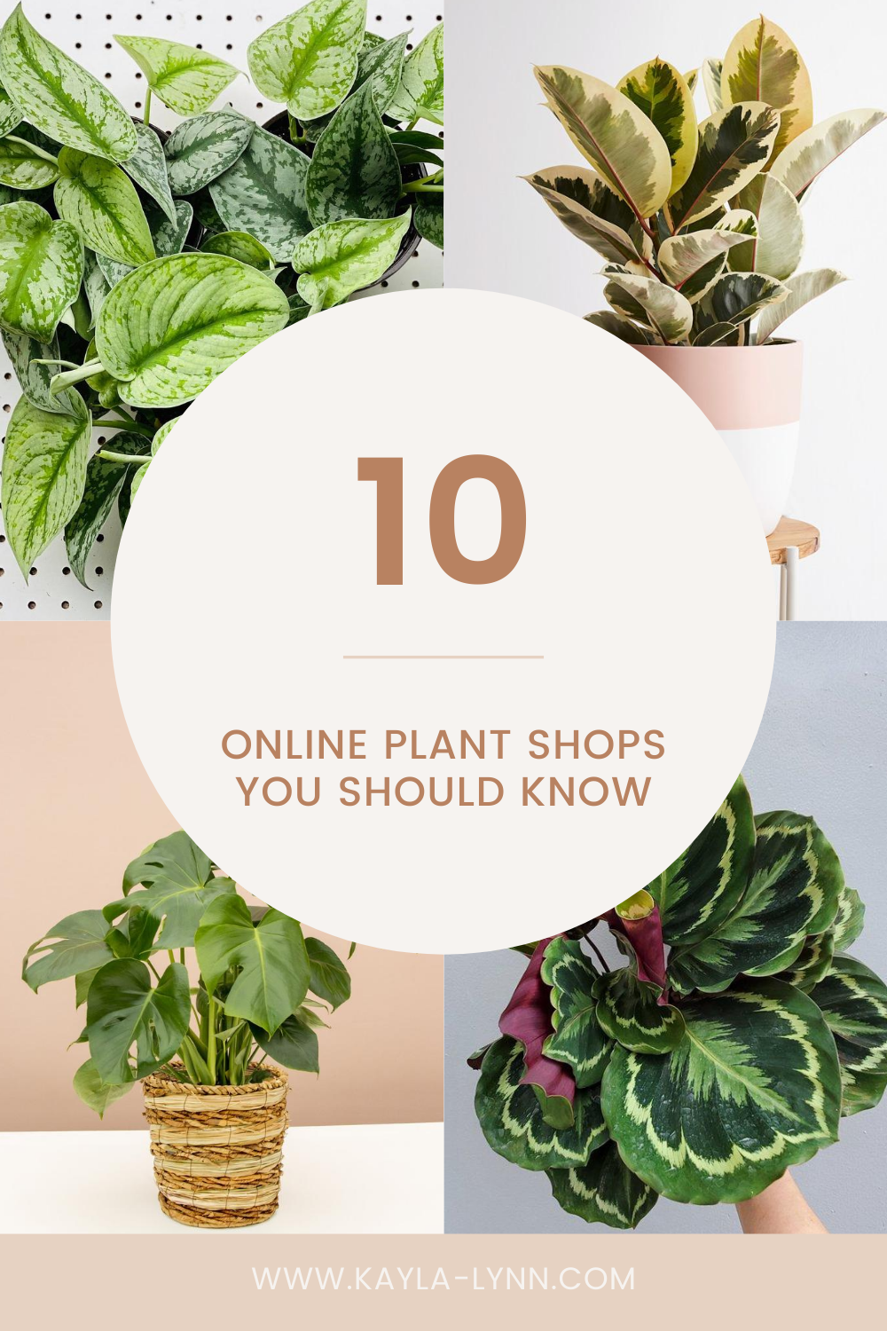 10 Online Plant Shops You Should Know Pinterest Image