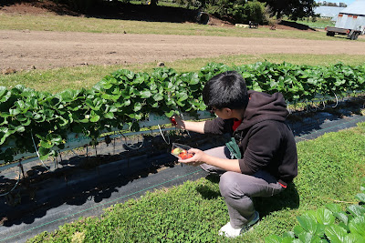 Hillwood Berry Farm