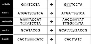 Resultado de imagen de Mutaciones moleculares o puntuales