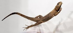 Why Lizards Always Have Safe Landings