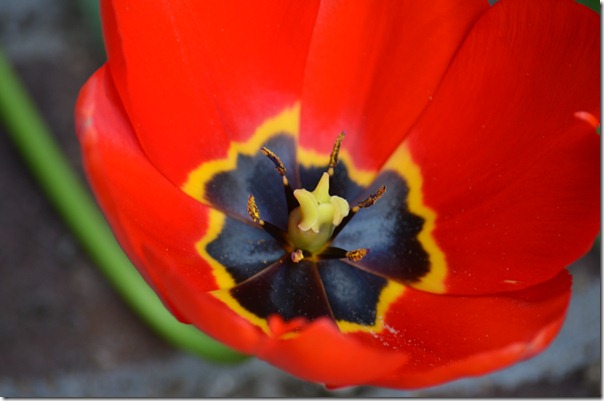 flowers and water 005