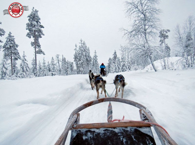 Trineos de huskies en Rovaniemi, Finlandia