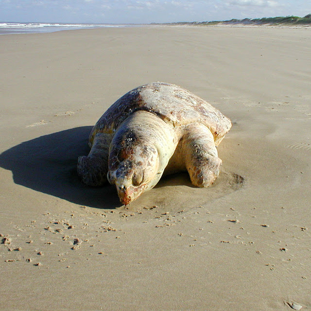 Green sea turtle Chelonia mydas, dead, New South Wales, Australia. Photo by Loire Valley Time Travel.