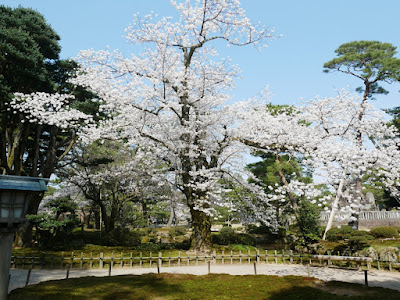 兼六園 お花見