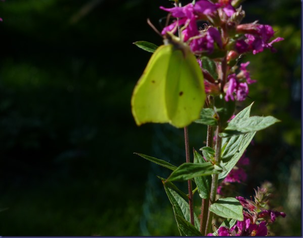 150919 blomst med gul sommerfugl