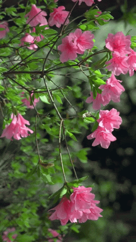 Live-Flowers