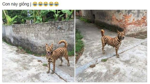 Con vật gây sốt nhất mạng xã hội: Nhìn đi nhìn lại chả biết là hổ hay chó nữa!