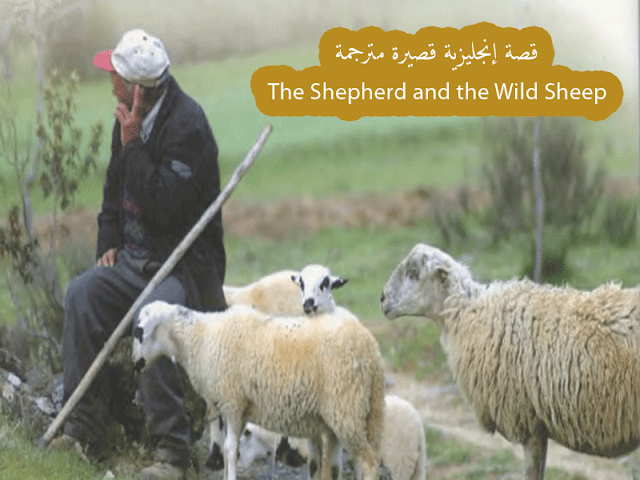 ترجمة قصة إنجليزية قصيرة The Shepherd and the Wild Sheep