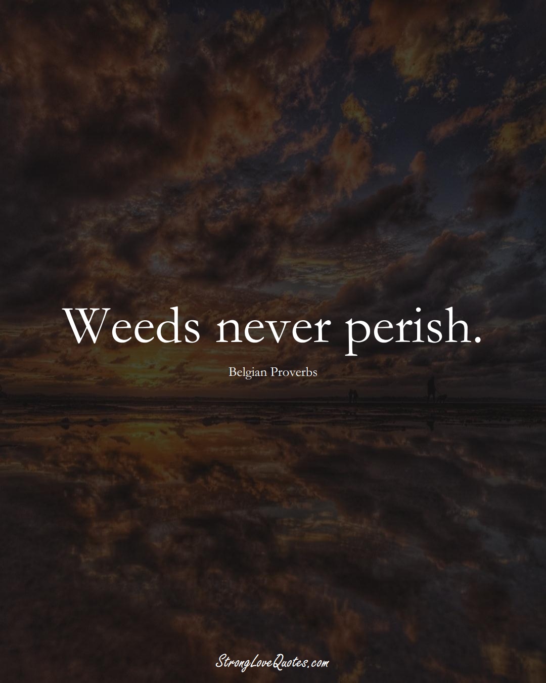 Weeds never perish. (Belgian Sayings);  #EuropeanSayings