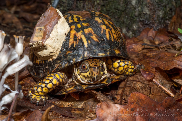 box turtle Ohio