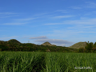 石垣島の平久保のさとうきび畑 風景写真