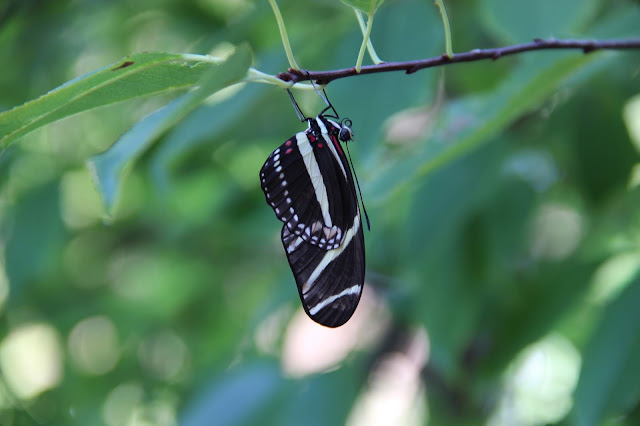 Heliconius charitonia