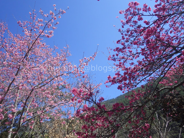 Wuling Farm cherry blossoms