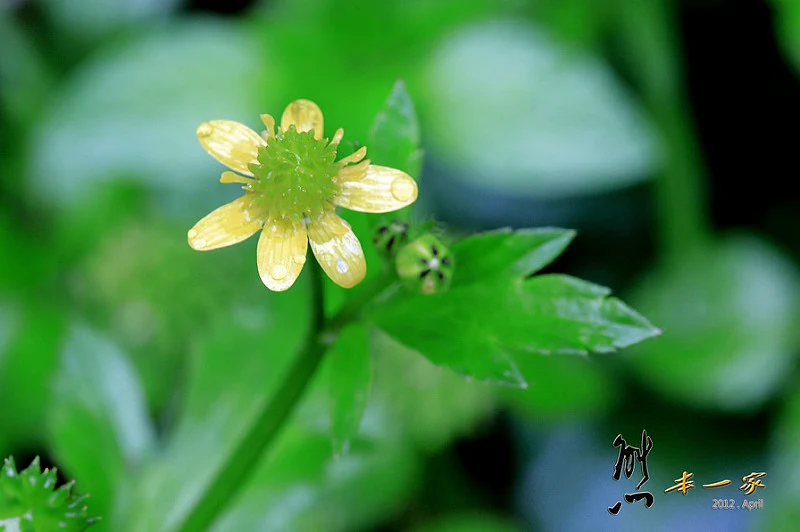 三峽賞螢下午茶｜珍園|螢火蟲花園