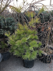 Pinus strobus 'Louie' - Louie's Eastern White Pine