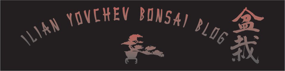 ILIAN YOVCHEV BONSAI BLOG