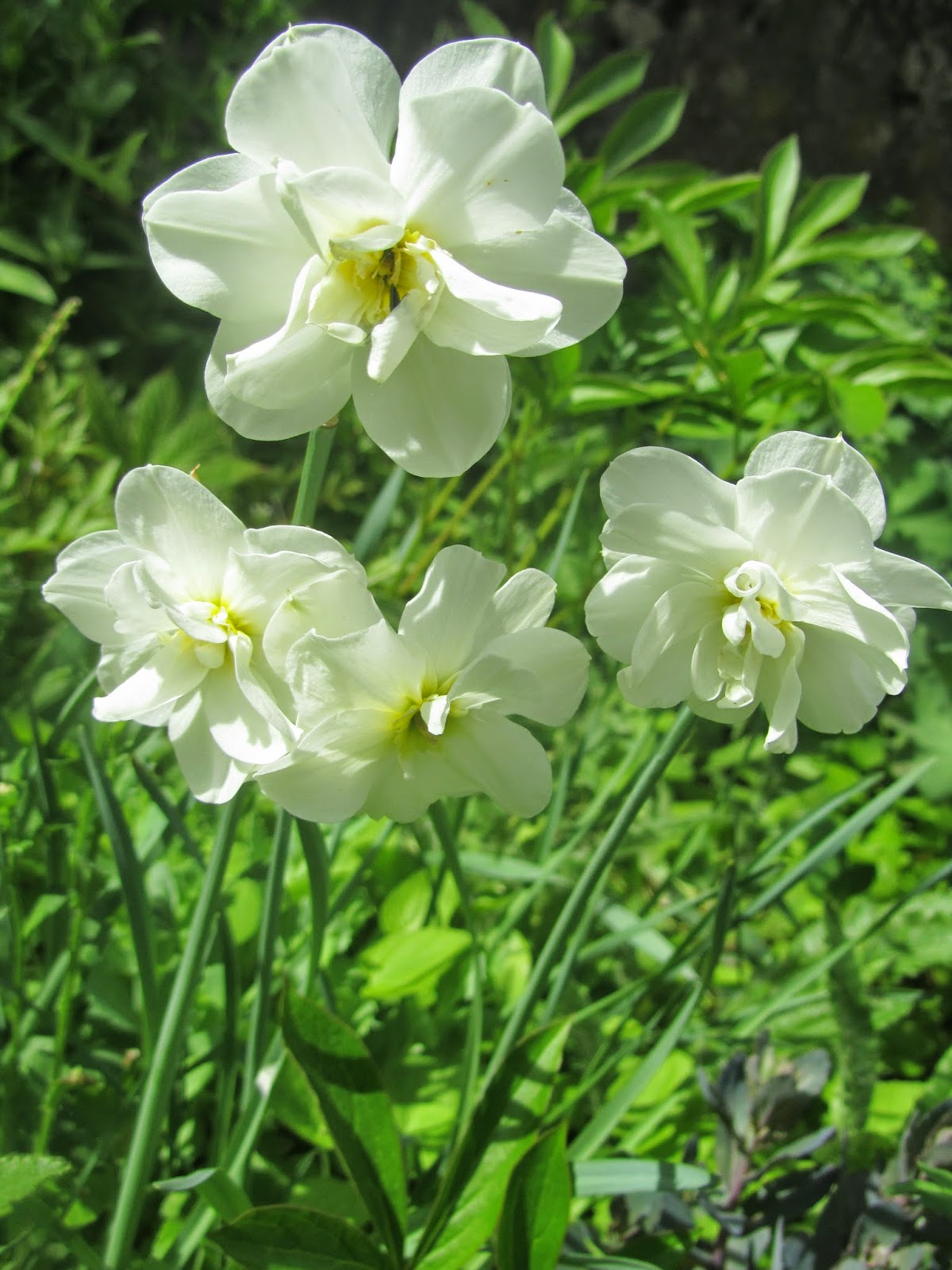 Kuvahaun tulos haulle pikkuinen puutarhani narcissus