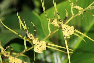 Grow and care Brassia maculata orchid - The Spotted Brassia