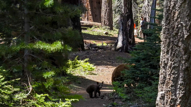 Day 11 - Sequoia National Park