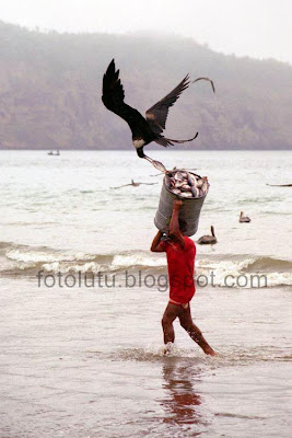 Burung Nakal Curi Ikan