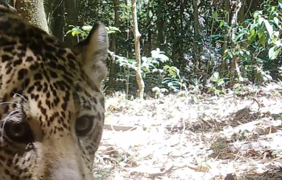 Dois novos filhotes de onça-pintada são filmados no Parque Nacional do Iguaçu