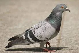 Beautiful Pictures of Pigeons - Dove, Cuckoo, Myna, Tiau, Pigeon, Kingfisher, Cockatoo, Beautiful Pictures of Birds - birds - NeotericIT.com