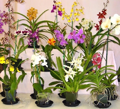 ORCHID PLANTS