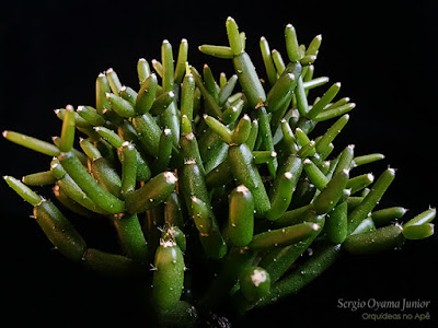 Cacto Rhipsalis cereuscula