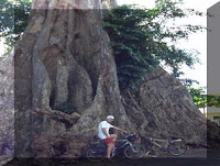 The Oldest Clove Plants In The World