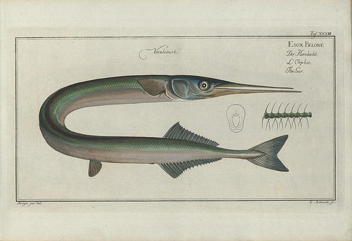 Behind The French Menu Aiguille Aiguillette Or Orphie The Garpike Garfish Or Needlefish On French Menus