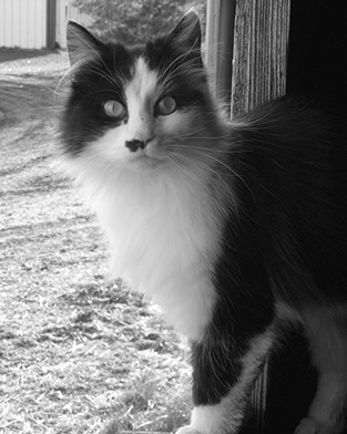 Cat cropped