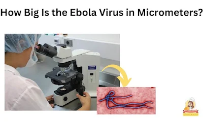 How Big Is the Ebola Virus in Micrometers
