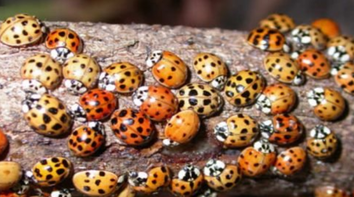 You Probably Think Those Are Just Ladybugs In Your House, The Truth Is Much More Dangerous