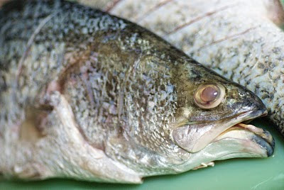 White Perch head in dish