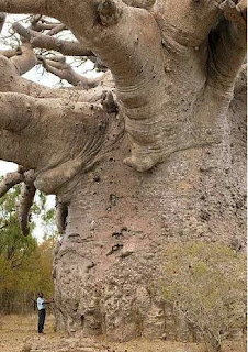 Pohon Baobab, Tampak Seperti Pohon Terbalik