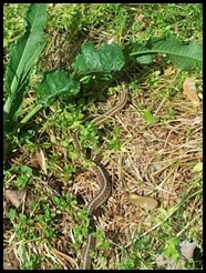 Snake