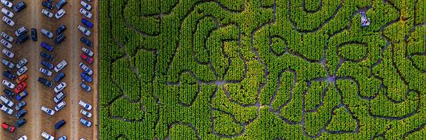 Maize mazes