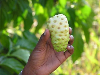 Noni fruit has been used as an herb in the past by using fresh and raw or half-baked