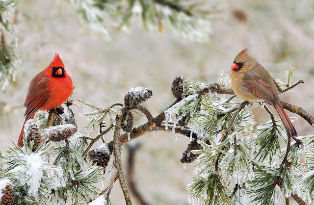 The Attractive Northern Cardinals birds