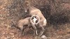 Surprising Facts about Bighorn Sheep(Ovis canadensis) Mating Behaviors