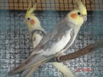 Cockatiel