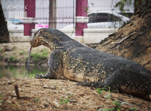 バンコク名物２メートルのオオトカゲ P ルンピニ公園 P 軟弱者がタイで生きていけるのか