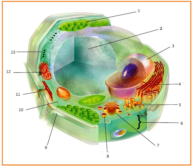 Erfin s Blog BIOLOGI Sel  T U M B U H A N