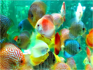 discus fish aquarium