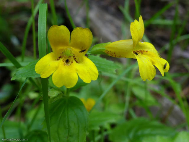 bright yellow flowers